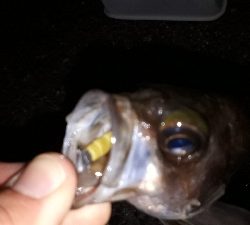 この潮、いける潮(笑)