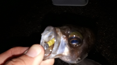 この潮、いける潮(笑)