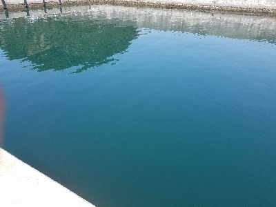 イワシ釣り ~ノマセは不発