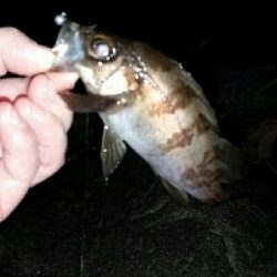 プラグに反応なし