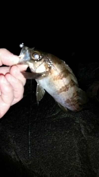 プラグに反応なし