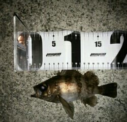 沼島遠征釣行その4（最終日）