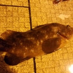 ガシラ釣り　～大物連発！～