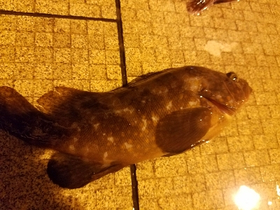 ガシラ釣り　～大物連発！～