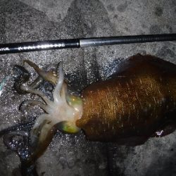 メバル狙いでしたが…