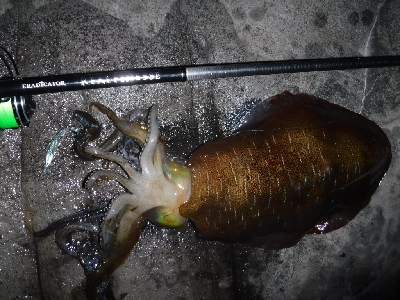 メバル狙いでしたが…