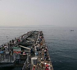 回遊情報を聞き付けて。