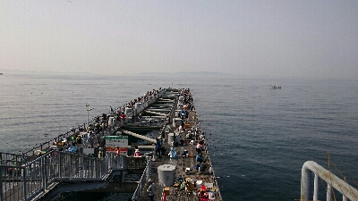 回遊情報を聞き付けて。