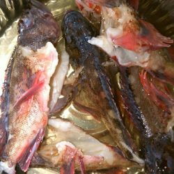 激しぶ、ちびカサゴのみ