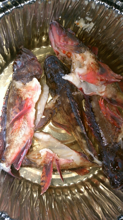 激しぶ、ちびカサゴのみ