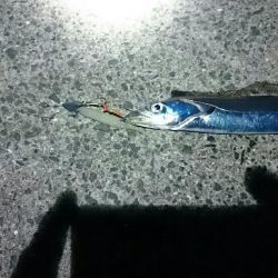 久しぶりの釣果