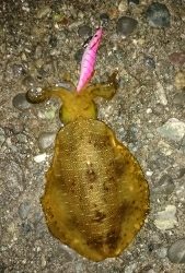 エギング釣行その10