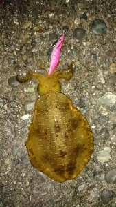 エギング釣行その10