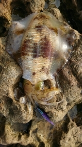 エギング釣行その12