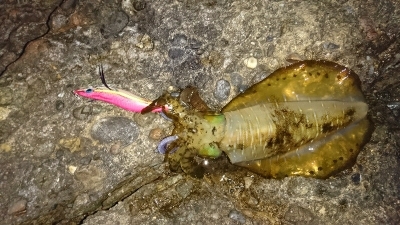 エギング釣行その9