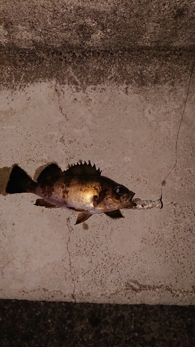 短時間のメバリング