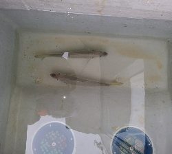 サゴシが、勝手に釣れてしまった。