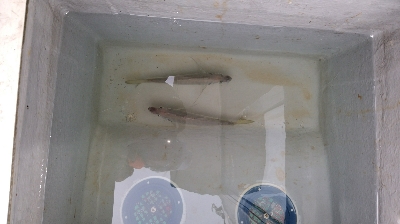 サゴシが、勝手に釣れてしまった。