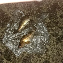 今年初メバル釣り