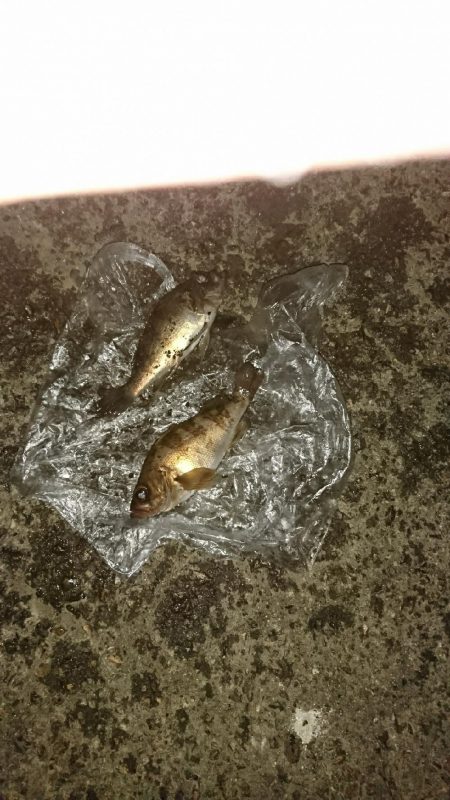 今年初メバル釣り