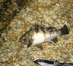 メバル20㎝越え