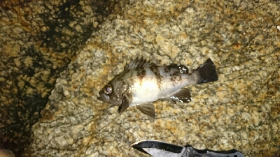 メバル20㎝越え