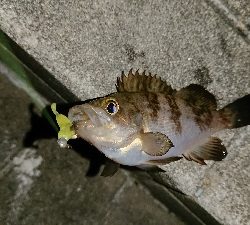 メバル少ないす。