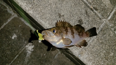 メバル少ないす。