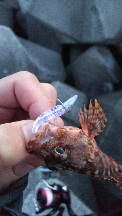 メバル終わった？