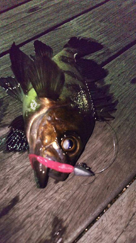 かろうじで１匹…