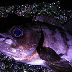 爆風メバリング！