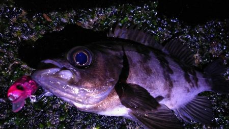 爆風メバリング！