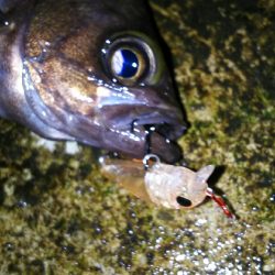 久々の大漁！( ￣▽￣)