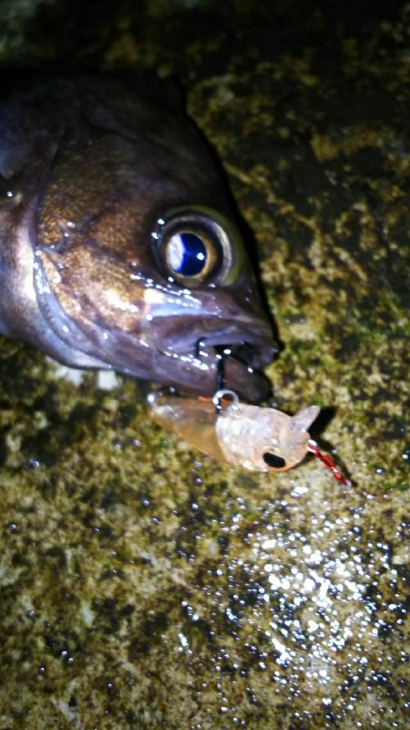 久々の大漁！( ￣▽￣)