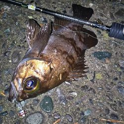 好調メバリング！( ￣▽￣)