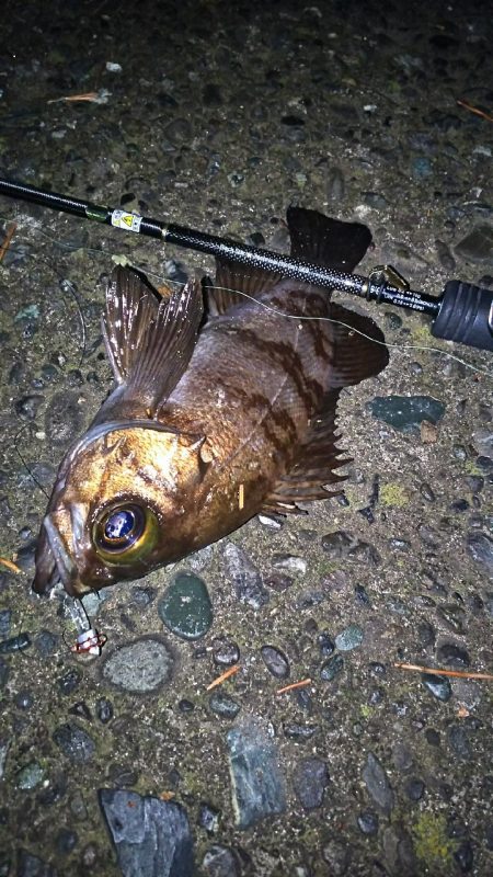 好調メバリング！( ￣▽￣)