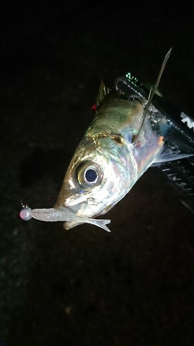 数釣りアジング❗