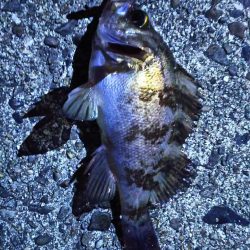 有田周辺をランガン