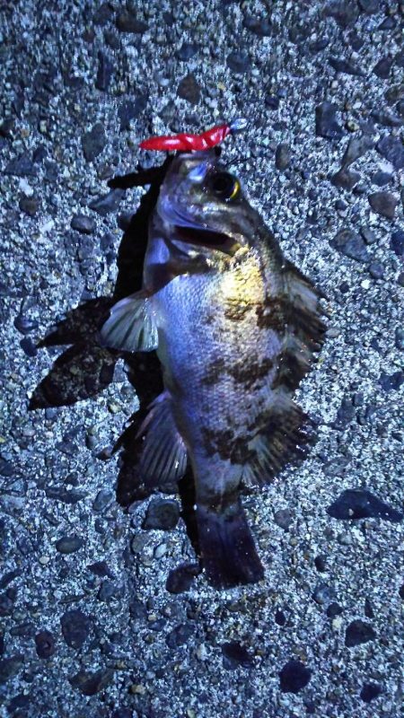 有田周辺をランガン