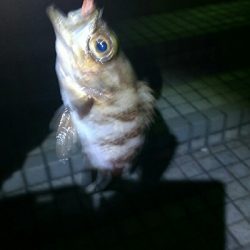 しょっぱい釣果