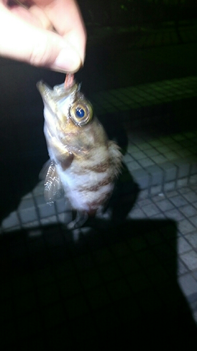 しょっぱい釣果