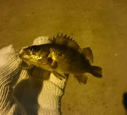 ミニメバルがいっぱい