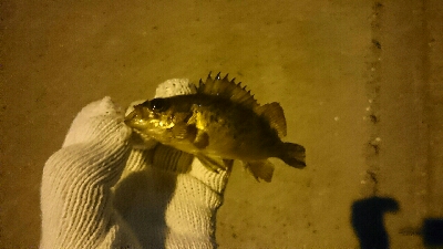 ミニメバルがいっぱい