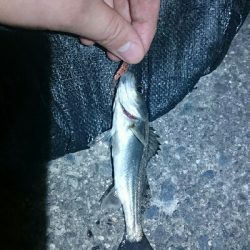 気配はあるが…