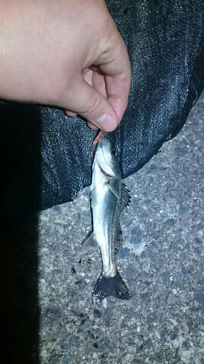 気配はあるが…