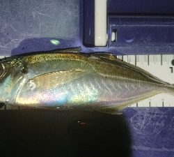 劇アーレーの豆マーメー