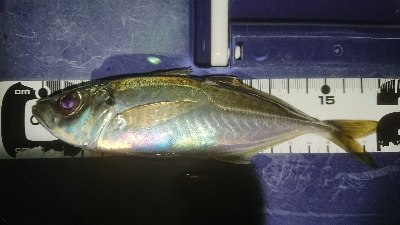 劇アーレーの豆マーメー