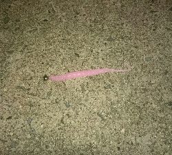 干潮明けで釣れず…