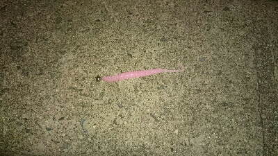 干潮明けで釣れず…