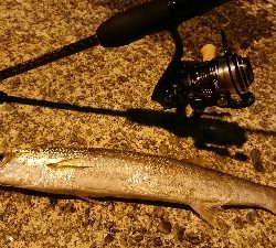 アジとアラハダ